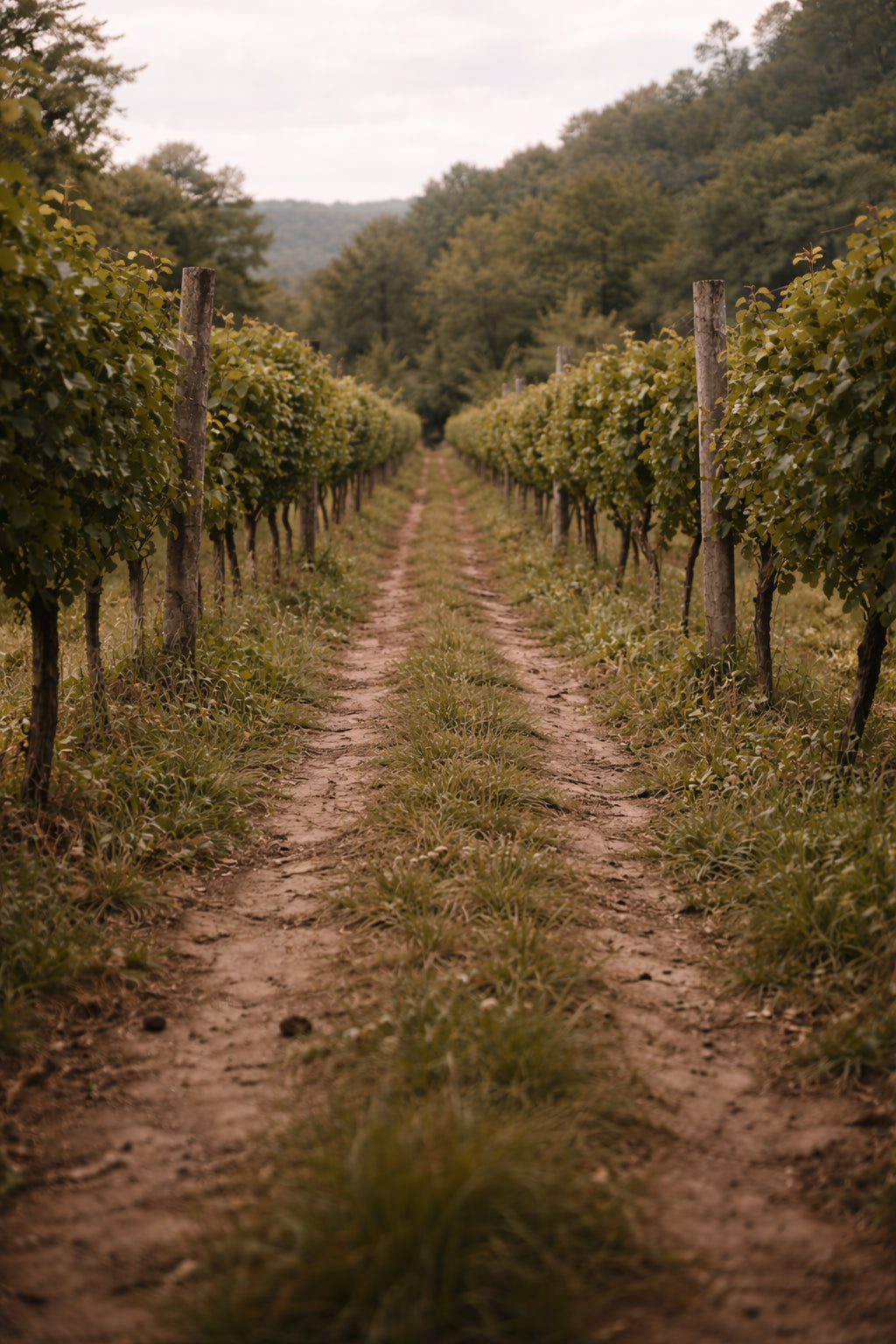 Narrow dirt path between irregular vineyard rows under soft overcast light in a quiet European wine region