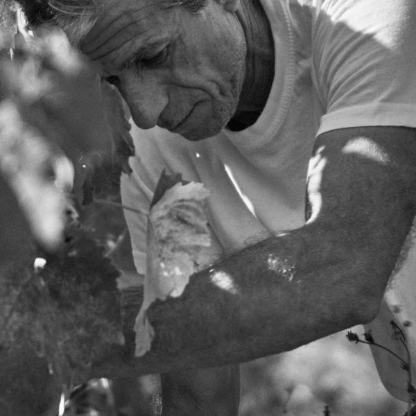 Artisans Vignerons de Naousa